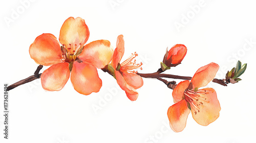 Fototapeta Naklejka Na Ścianę i Meble -  A watercolor painting showcases an orange blossom on a branch, emphasizing its delicate petals and vibrant colors against a clean white background. Blossom. Illustration