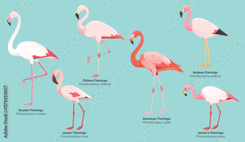Illustration collection set of all 6 flamingo species: Greater Flamingo (Phoenicopterus roseus), Lesser (minor), Chilean (chilensis), American (ruber), Andean (andinus) and James's or Puna (jamesi)
