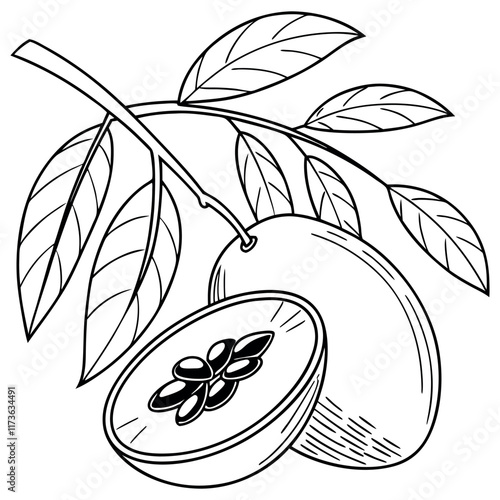 Sapodilla fruit Coloring page black and white illustration