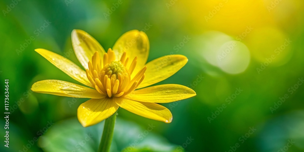 Vibrant Yellow Lesser Celandine Flower Close-Up with Copy Space - Spring Bloom Vibrant Yellow Lesser Celandine Flower Close-Up with Copy Space - Spring Bloom