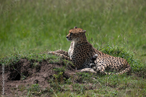 Photography Malaika cheetah in the Masai Mara