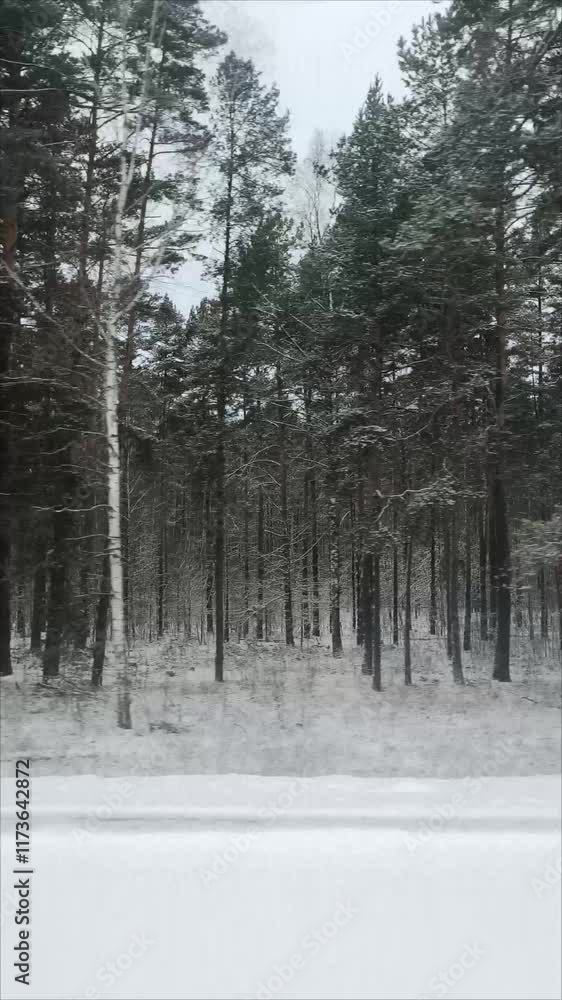 Vertical Video- View of the snow-covered trees from the window of a moving car. Trees covered with snow. Cloudy gray sky and a railroad crossing. Vertical Video- View of the snow-covered trees from the window of a moving car. Trees covered with snow. Cloudy gray sky and a railroad crossing.