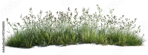 Wallpaper Mural Wild Meadow Grass Cluster Isolated on White Background Torontodigital.ca