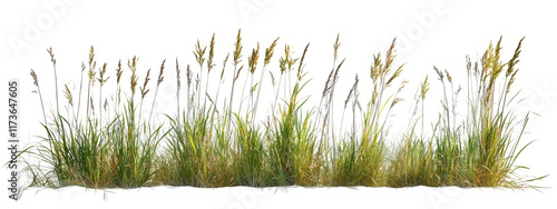 Wallpaper Mural Tall Wild Meadow Grass Isolated on White and Transparent Background Torontodigital.ca