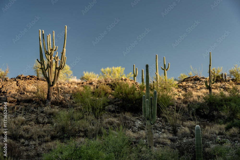 Hillside Of Saguaro Begins to Catch Morning Sun Light Hillside Of Saguaro Begins to Catch Morning Sun Light