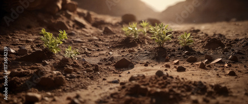 New plants sprouting in dry soil at sunset near rocky landscape offering hope for regeneration and growth