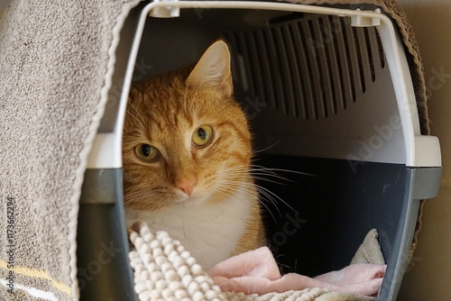 cute shy red and white haired cat lies in the transport basket and looks at the camera