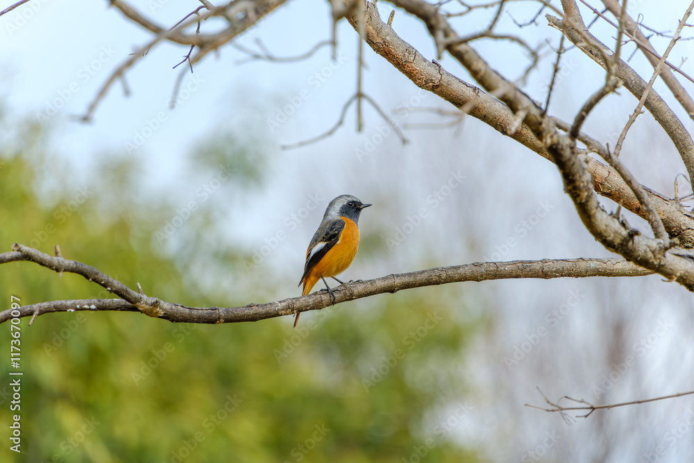 Naklejka premium ジョウビタキの枝上の姿