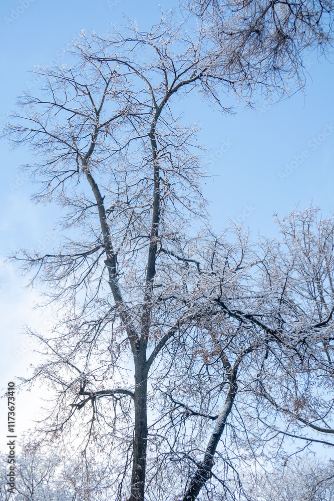 A tree covered in snow with a clear blue sky in the background A tree covered in snow with a clear blue sky in the background