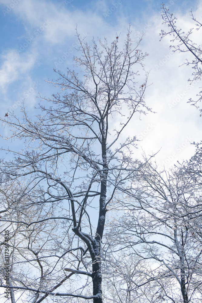 A tree covered in snow with a clear blue sky in the background A tree covered in snow with a clear blue sky in the background