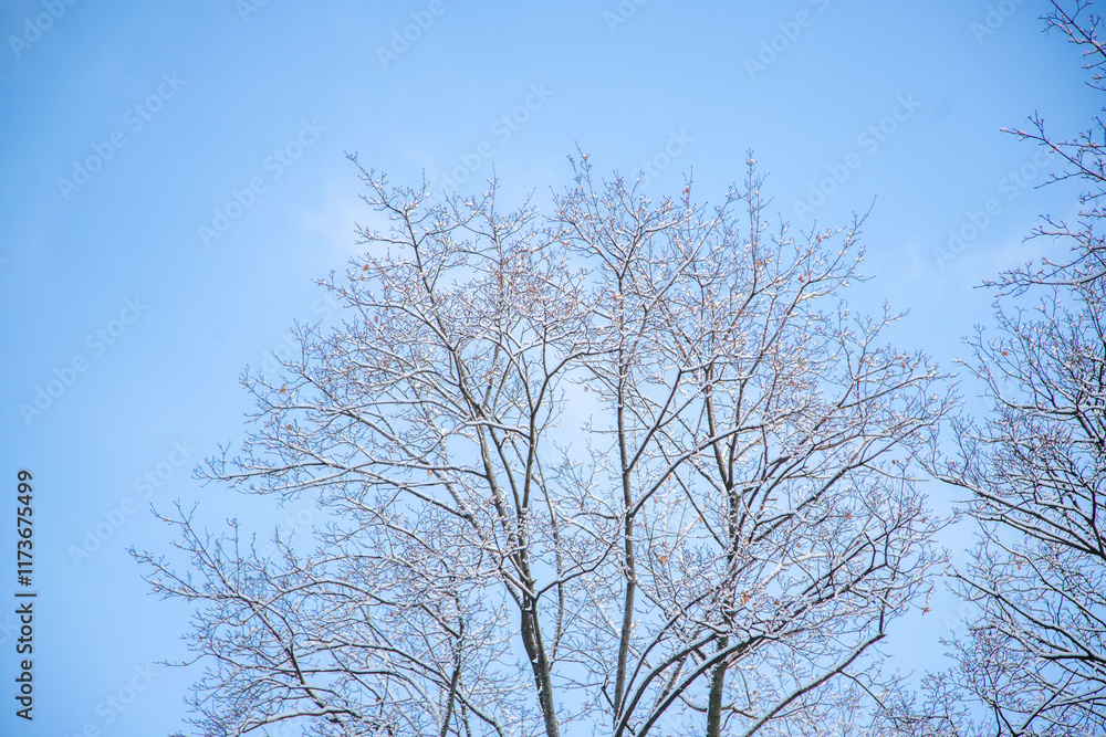 A tree with bare branches and a blue sky in the background A tree with bare branches and a blue sky in the background
