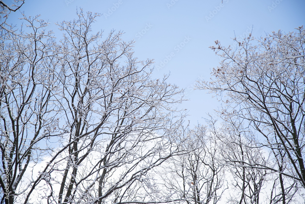 The sky is blue and the trees are bare The sky is blue and the trees are bare