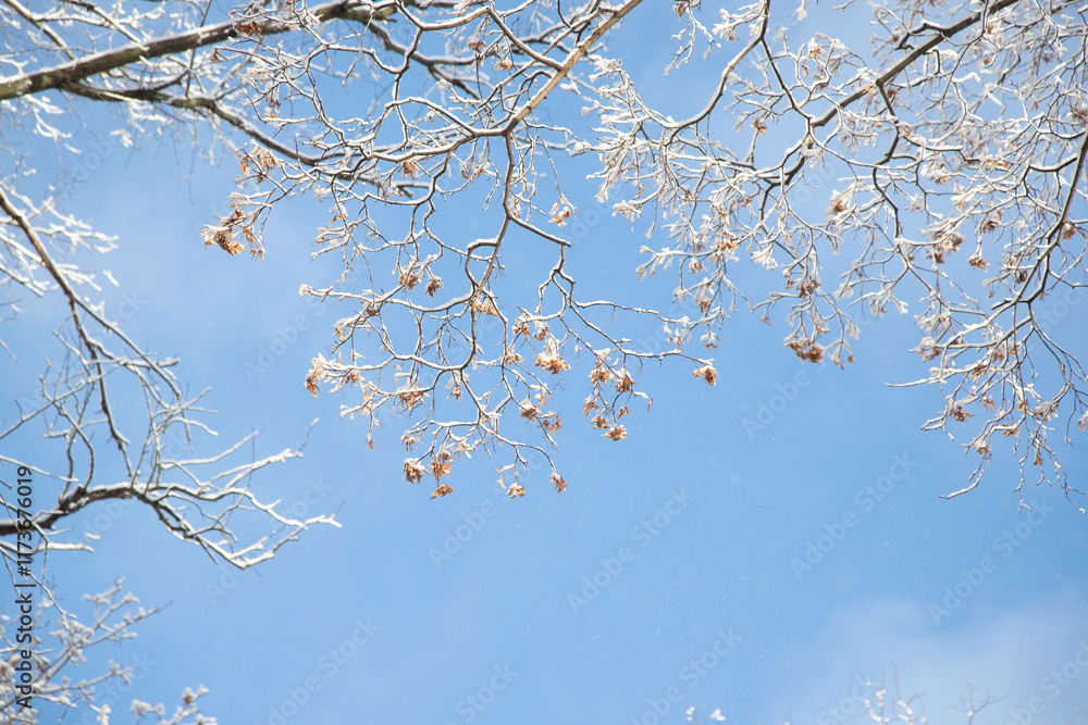 A tree branch covered in snow and leaves A tree branch covered in snow and leaves