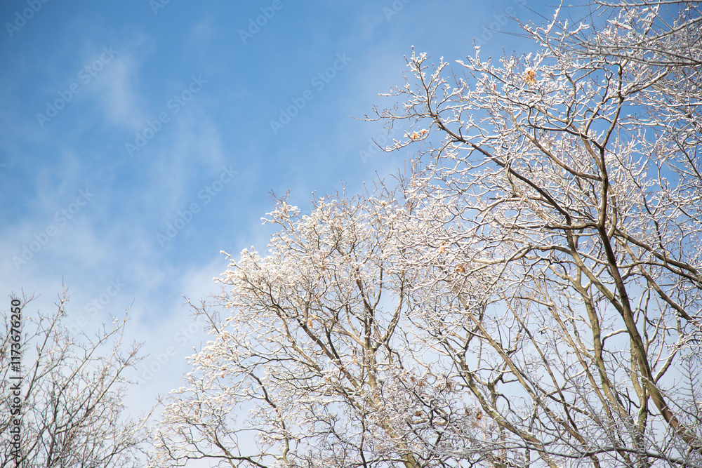 The sky is blue and the trees are bare The sky is blue and the trees are bare