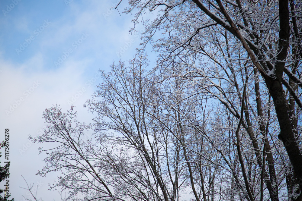 The sky is blue and the trees are bare The sky is blue and the trees are bare