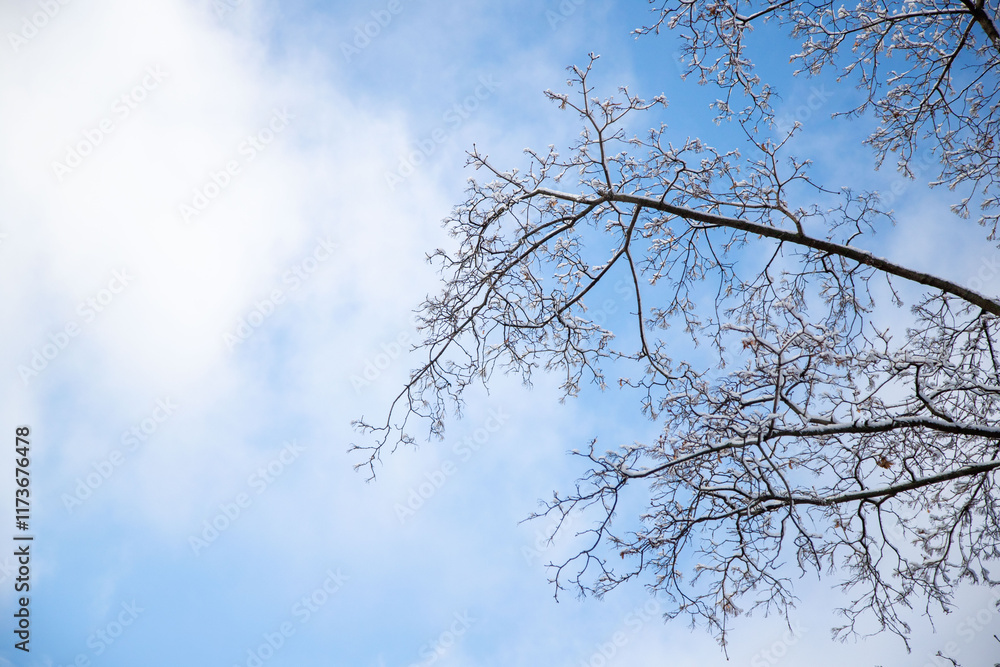 A tree branch is silhouetted against a blue sky A tree branch is silhouetted against a blue sky