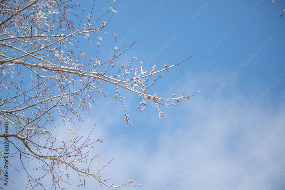 A tree branch covered in snow and leaves A tree branch covered in snow and leaves