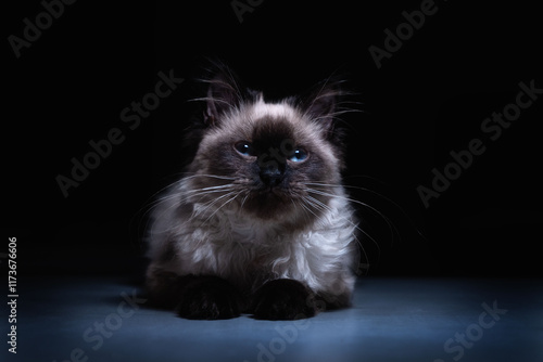 Siames del himalaya bebe