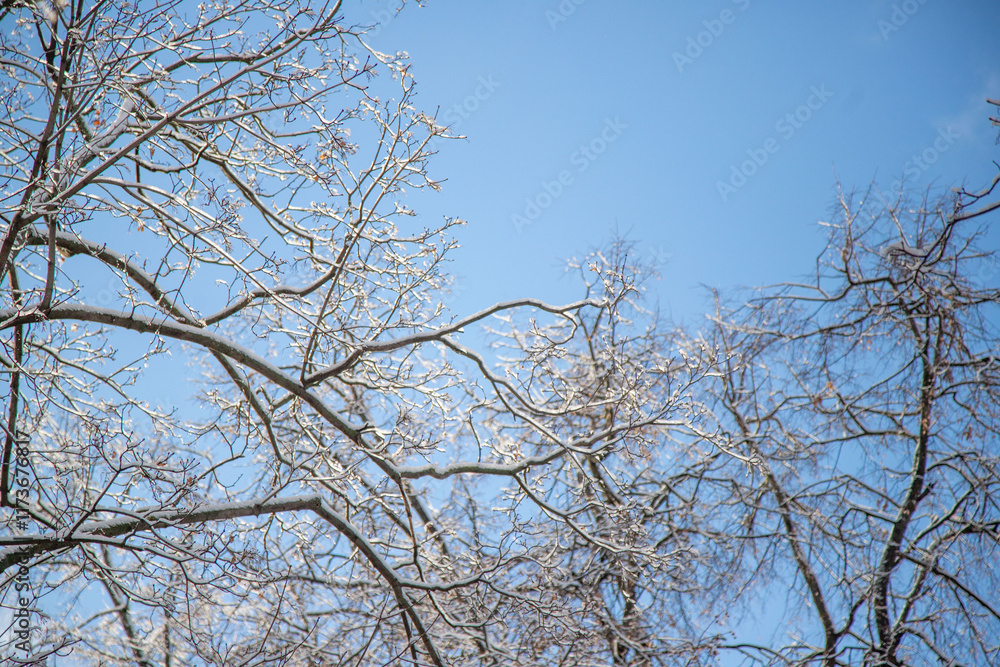 A tree with bare branches and a blue sky in the background A tree with bare branches and a blue sky in the background