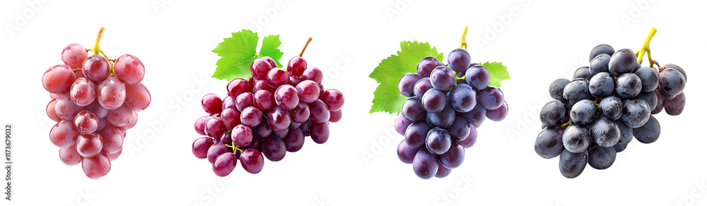 Fototapeta premium Fresh Red Pink Purple Black Grapes Bunch Fruit Food Harvest