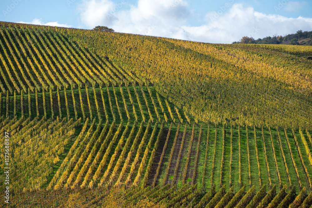 Fototapeta premium Panoramic view of terraced vineyards around Nittel, Rhineland-Palatinate, Germany and views across Moselle River on vineyard hills of Luxembourg near Grevenmacher
