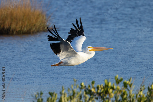 An American white pelican (Pelecanus erythrorhynchos) in flight in Manatee County, Florida photo