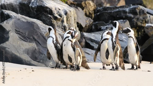 African penguins (Spheniscus demersus) standing on and between the rocks. Filmed on the coast in Boulder's Beach near Cape Town, Simon’s Town, South Africa.