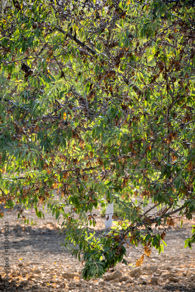 Fototapeta premium Ripe almonds nuts on almond tree ready to harvest close up