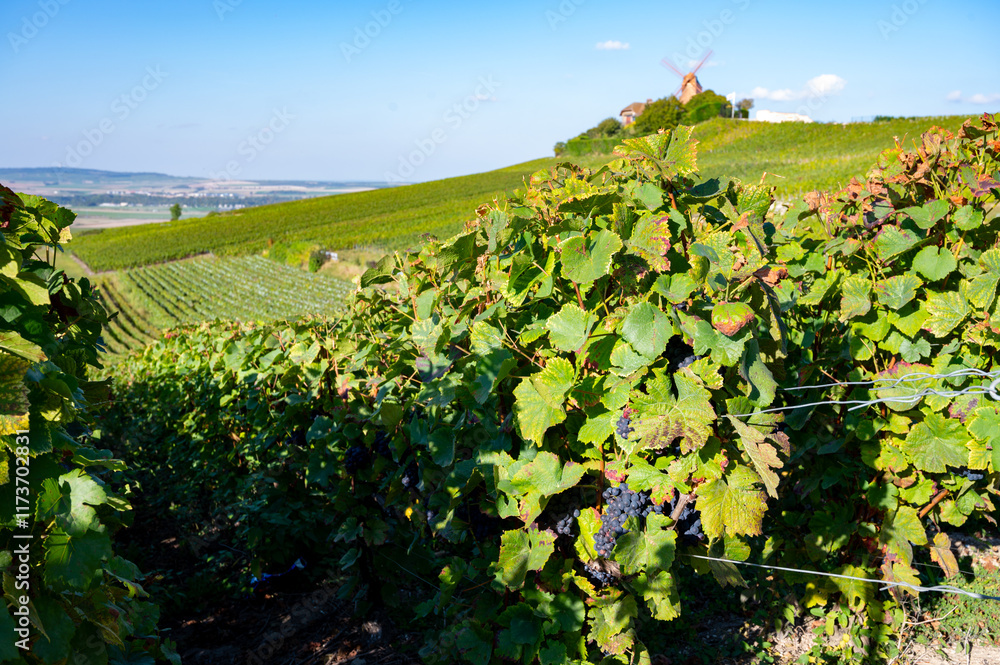Fototapeta premium View on grand cru Champagne vineyards near Moulin de Verzenay, rows of pinot noir grape plants in Montagne de Reims near Verzy and Verzenay, Champagne, France in September