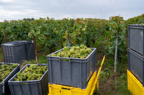 Harvest on grand cru vineyards near Ambonnay and Bouzy, region Champagne, France. Cultivation of white chardonnay wine grape, plastic boxes with cutted grape clusters photo