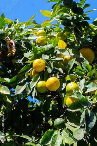 Citrus fruits of sour orange bergamot riping on thee close up photo