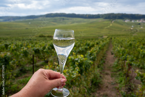 Hand holding glass of grand cru sparkling brut white wine champagne on sunny vineyards of Cote des Blancs near village Cramant and Avize, Champagne, France photo