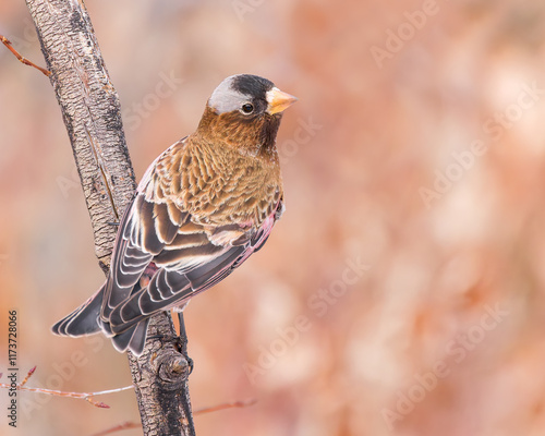 A Gray-crowned Rosy-finch perches in a forest.