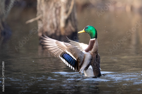 A male mallard duck standing up to dry his wings