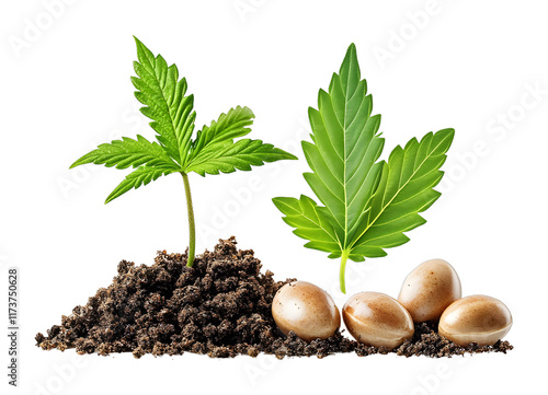 Growing cannabis seeds planting techniques indoor garden educational content natural environment close-up view horticultural insights photo