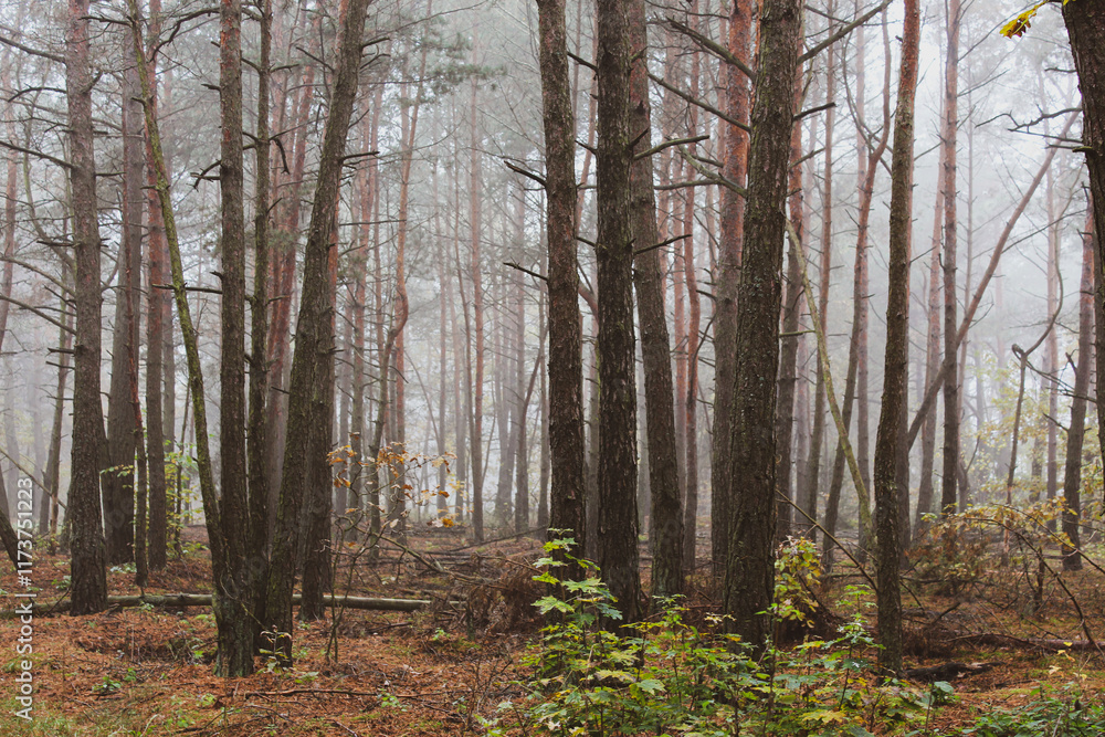 Fototapeta premium trees in the forest