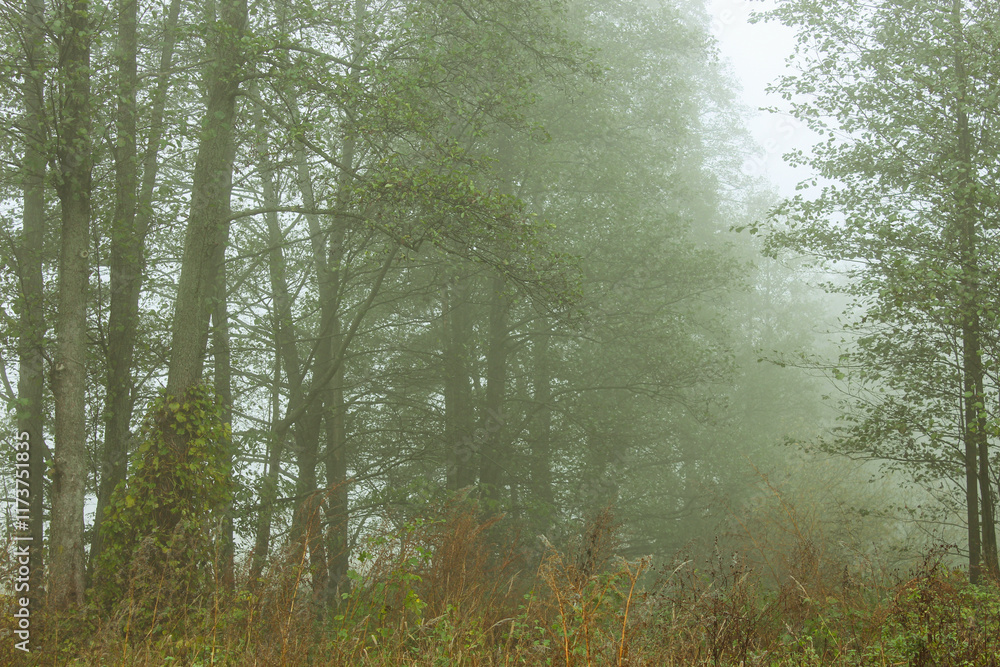 Fototapeta premium foggy morning in the forest