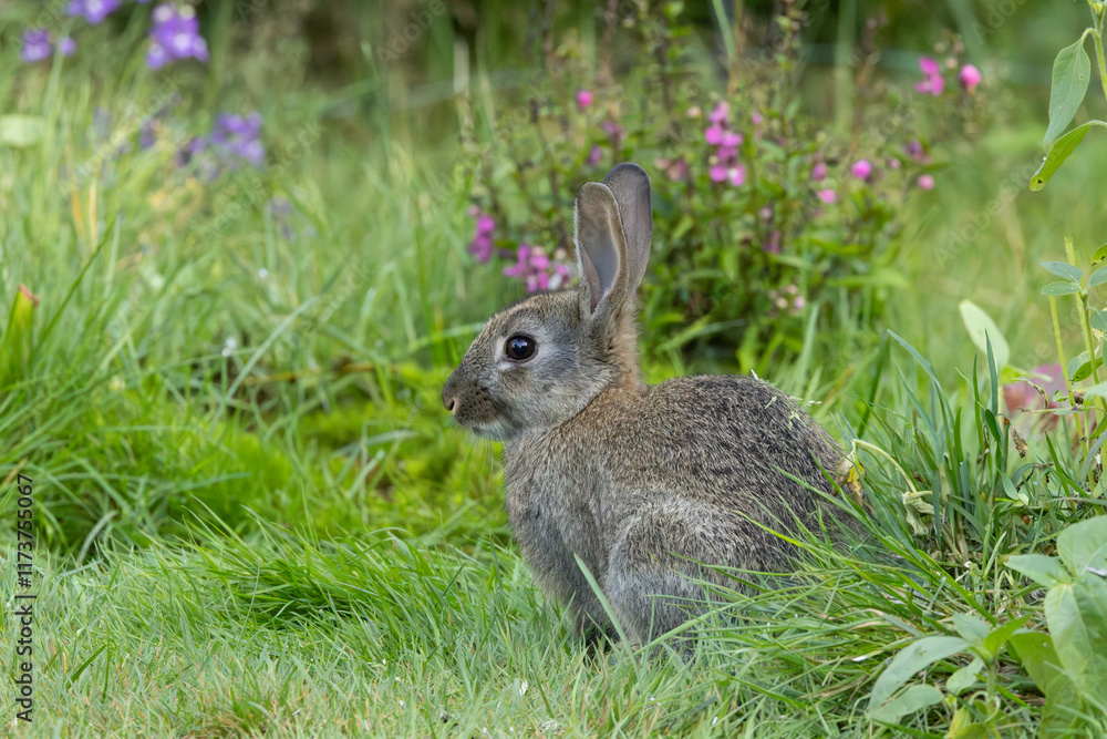 Fototapeta premium Portrait of a wild rabbit, Oryctolagus cuniculus, sitting quietly with ears up and eye contact among long grass against a background of hazy blue purple and pink flowers