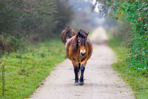 Closeup of Exmoor pony, Equus ferus caballus, in Schinkelbos part of Amsterdamse Bos walking on disappearing semi-paved path towards horizon between rising bushes against blurry background photo