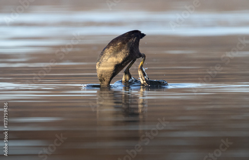Coot while diving for food in a lake
