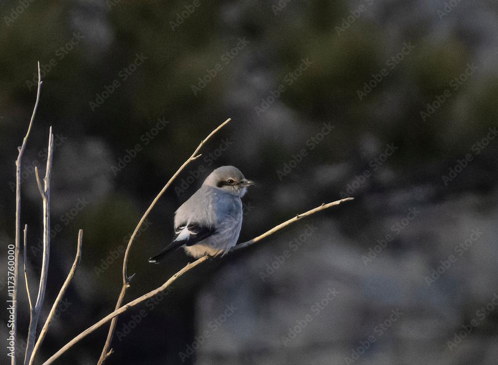 Fototapeta premium Northern Shrike