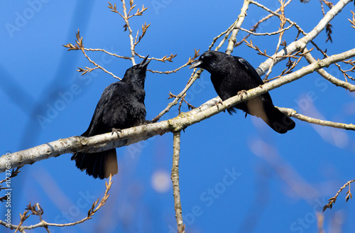 Two raven on a branch with blue background