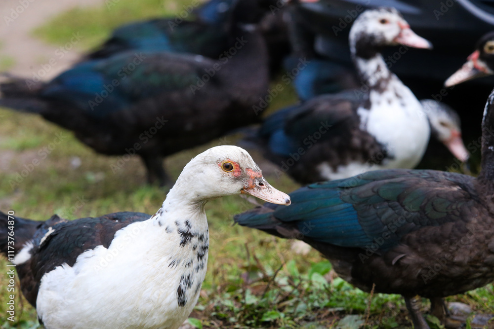 Ducks in the Meadow: Tranquility in Nature, Domestic Birds in a Farmyard Ducks in the Meadow: Tranquility in Nature, Domestic Birds in a Farmyard