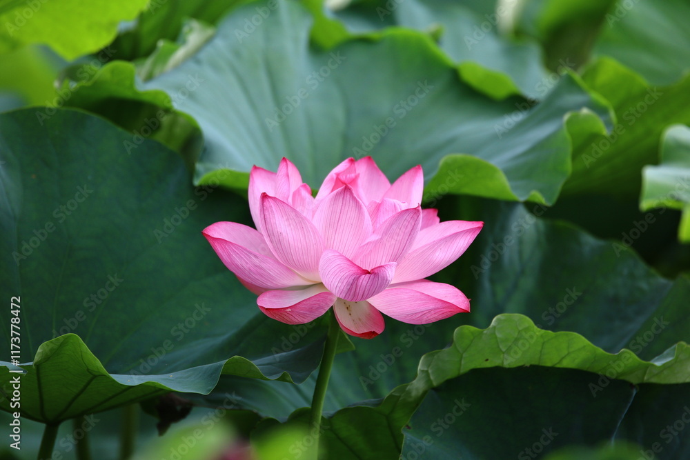 蓮の花
蓮の花