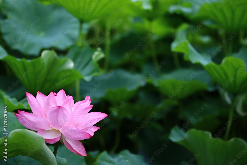 蓮の花 蓮の花