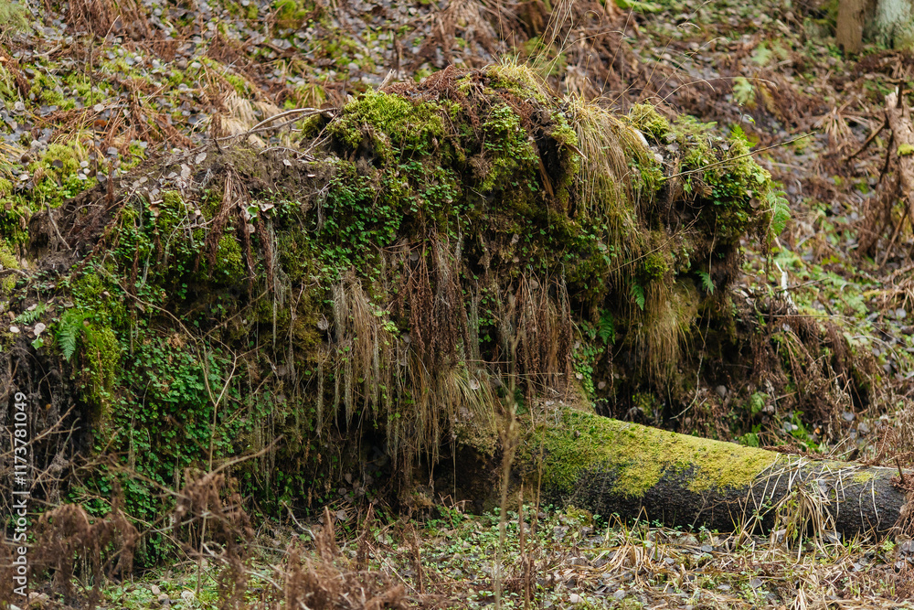 moss on a tree moss on a tree