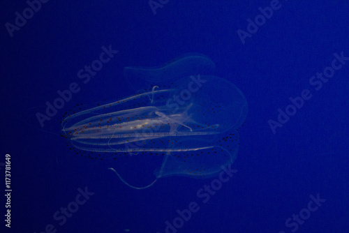 MEDUSA TRANSPARENTE EN EL OCÉANO AZUL