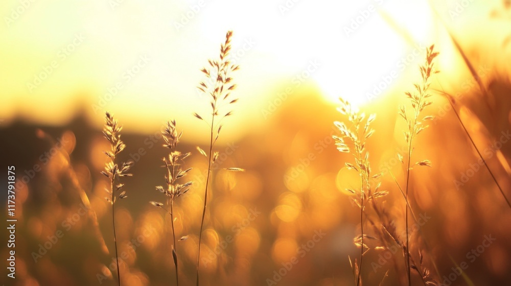 Golden hour sunset illuminating tall grass. Golden hour sunset illuminating tall grass.