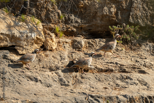 Partridges on a Rocky Terrain photo