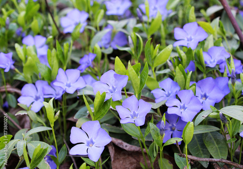 Spring blossom of periwinkle small (Vinca minor) photo